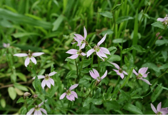 半边莲  Lobelia chinensis  50226