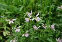 半边莲  Lobelia chinensis  50226