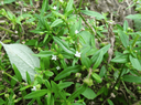 半枝莲  Scutellaria Barbata  50226