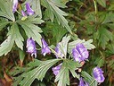 川乌  Aconitum carmichaelii / Radix  50310