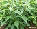 冰片/梅片 DryobalanopsaromaticaGwaertn.f  50235