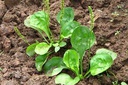 车前草  Herba Plantaginis 50319