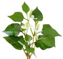 鱼腥草 Houttuynia Plant 52508