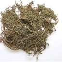 鹅不食草 Small Centipeda Herb 50502