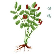 地榆片 (1gm) Sanguisorba officinalis L 50409