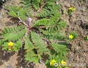 翻白草 (1gm) Potentilla Discolor 50614