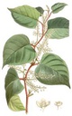 虎杖 (1gm) Fallopia japonica 50828