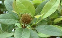 半枫荷  Semiliquidambar cathayensis  50225