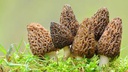 羊肚菌 (100gm) CommonMorel 011993