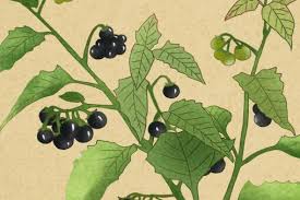 龙葵 Solanum nigrum 51216