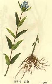 龙胆草 Gentiana scabra 51215