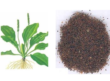 车前子 (1gm) Semen Plantaginis  50320