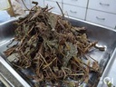 鱼腥草 (1gm) Houttuynia Plant 52508