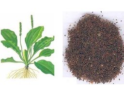 车前子 (1gm) Semen Plantaginis  50320