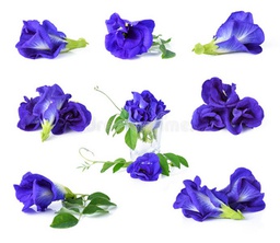 蝶豆花 (50gm) Clitoria ternatea L.  011209